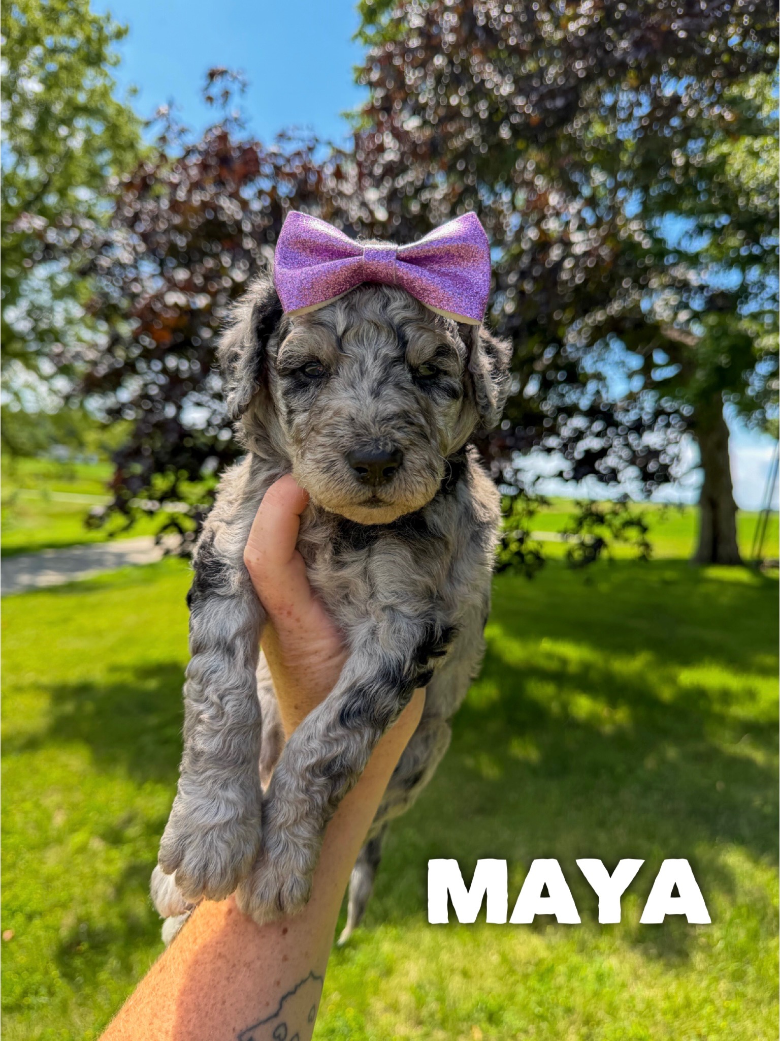 Maya 1